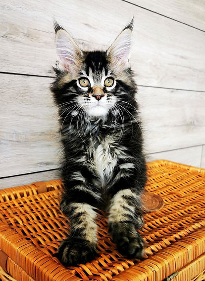 KLAUS