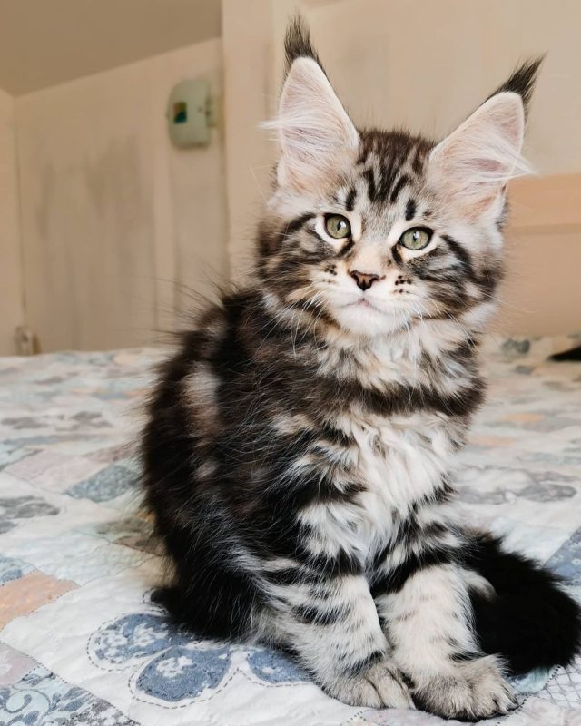 MOLLY