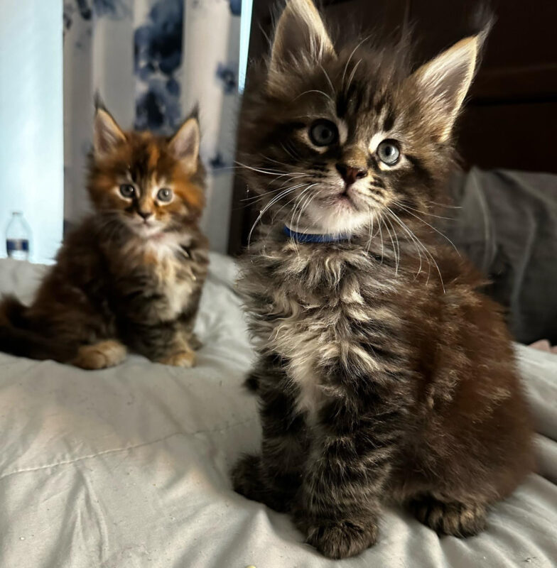 The Maine coon Cat