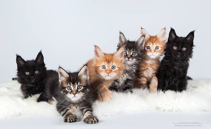 Maine Coon Kittens for sale