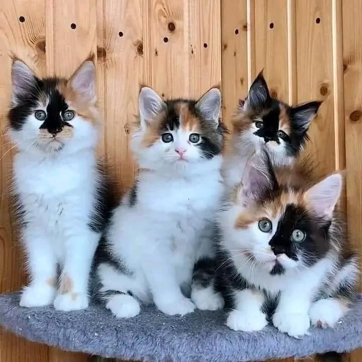 Maine Coon Kittens for sale