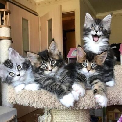 Maine Coon Kittens for sale