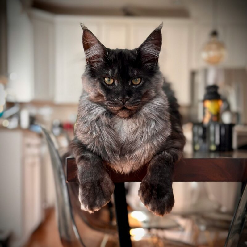 Maine Coon Kittens for sale